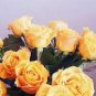 50 seeds Rare Hybrid Yellow Orange Rose Plant Seeds