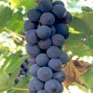 15 seeds Rare Black Orin Organic Sweet Grape Fruit Seeds