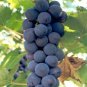 15 seeds Rare Black Orin Organic Sweet Grape Fruit Seeds