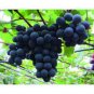 15 seeds Rare Black Orin Organic Sweet Grape Fruit Seeds