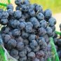 15 seeds Rare Black Orin Organic Sweet Grape Fruit Seeds