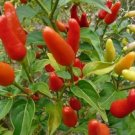 50 seeds Heirloom Hawaii Red Yellow Pod Chili Pepper Organic Seeds