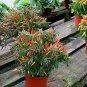 50 seeds Heirloom Hawaii Red Yellow Pod Chili Pepper Organic Seeds