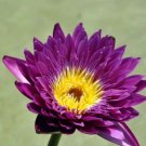 1 seeds Dark Purple Water Lily Nymphaea Corolata Aquatic Plants Seeds