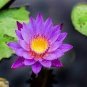 1 seeds Dark Purple Water Lily Nymphaea Corolata Aquatic Plants Seeds