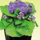 60 seeds Beautiful Ageratum Conyzoides Seeds Bonsai