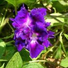 50 seeds Purple Hige & Solid Morning Glory