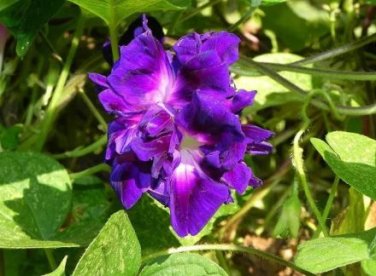 50 seeds Purple Hige & Solid Morning Glory