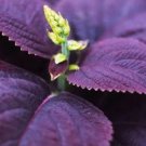 100 seeds Purple Sweet Basil with giant leaves
