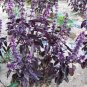 100 seeds Purple Sweet Basil with giant leaves