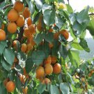 20 seeds Taste Sour Sweet Yellow Round Apricot Seeds