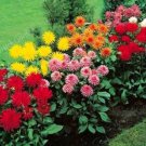 80 seeds DAHLIA CACTUS MIX Dahlia Pinnata Variabilis