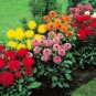 80 seeds DAHLIA CACTUS MIX Dahlia Pinnata Variabilis
