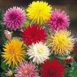 80 seeds DAHLIA CACTUS MIX Dahlia Pinnata Variabilis