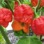 10 seeds Trinidad Moruga Scorpion Red Green Chili Pepper Vegetables