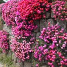 20 seeds Ice Plant Mesembryanthemum Daisy Mixed