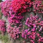 20 seeds Ice Plant Mesembryanthemum Daisy Mixed