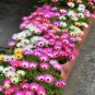 20 seeds Ice Plant Mesembryanthemum Daisy Mixed