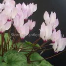 5 seeds Rare Cyclamen Persicum Wild Species Pale Pink White Magenta Nose Flower
