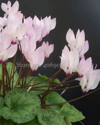 5 seeds Rare Cyclamen Persicum Wild Species Pale Pink White Magenta Nose Flower