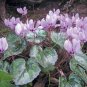5 seeds Rare Cyclamen Persicum Wild Species Pale Pink White Magenta Nose Flower