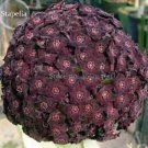 250 seeds Heirloom Rare Dark Red Groudcover Chrysanthemum Flowers