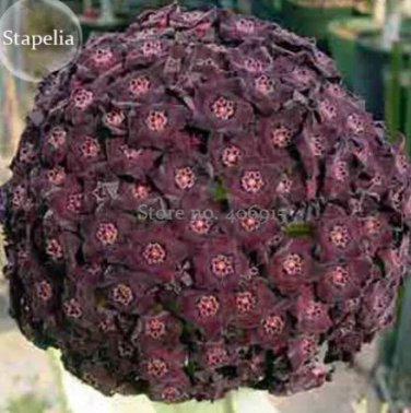 250 seeds Heirloom Rare Dark Red Groudcover Chrysanthemum Flowers