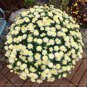 250 seeds Heirloom Rare Dark Red Groudcover Chrysanthemum Flowers