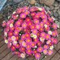 250 seeds Heirloom Rare Dark Red Groudcover Chrysanthemum Flowers