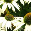 100 seeds Rare Middle-sized White Echinacea Coneflower Perennial Plants