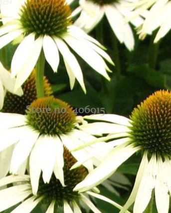 100 seeds Rare Middle-sized White Echinacea Coneflower Perennial Plants