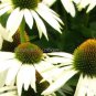 100 seeds Rare Middle-sized White Echinacea Coneflower Perennial Plants