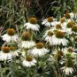 100 seeds Rare Middle-sized White Echinacea Coneflower Perennial Plants