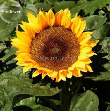 15 seeds Heirloom Bonsai Short-stem Balcony Yellow Sunflowers