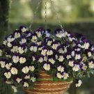 20 seeds Hanging Purple White Pansy