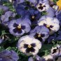 20 seeds Hanging Purple White Pansy