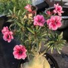 2 seeds Rare 'fireball' Adenium Desert rose