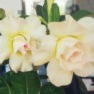 2 seeds Imported 'Saint Huang' Adenium Desert rose