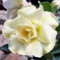 2 seeds Imported 'Saint Huang' Adenium Desert rose