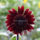 15 seeds Middle-sized Red Fortune Sunflower Bonsai