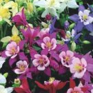 50 seeds Mixed Garden Columbine Perennial Aquilegia Flowers