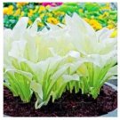 200 seeds Japanese Hosta Seeds - Milky White Ornamental Leaves