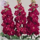 50 seeds Matthiola Incana Mixed Hoary Stock Seeds