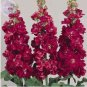50 seeds Matthiola Incana Mixed Hoary Stock Seeds