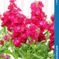 50 seeds Matthiola Incana Mixed Hoary Stock Seeds