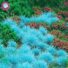 500PCS Blue Grass Seeds Perennial