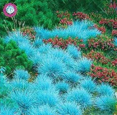 500PCS Blue Grass Seeds Perennial