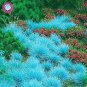 500PCS Blue Grass Seeds Perennial