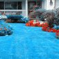 500PCS Blue Grass Seeds Perennial