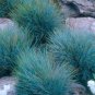 500PCS Blue Grass Seeds Perennial